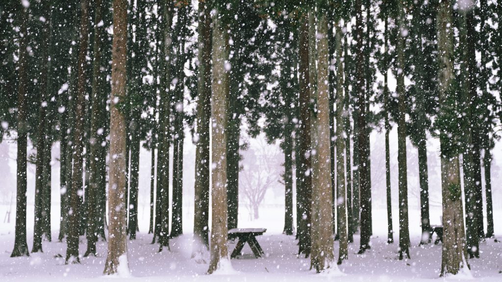 The Library, An&nbsp;Introduction